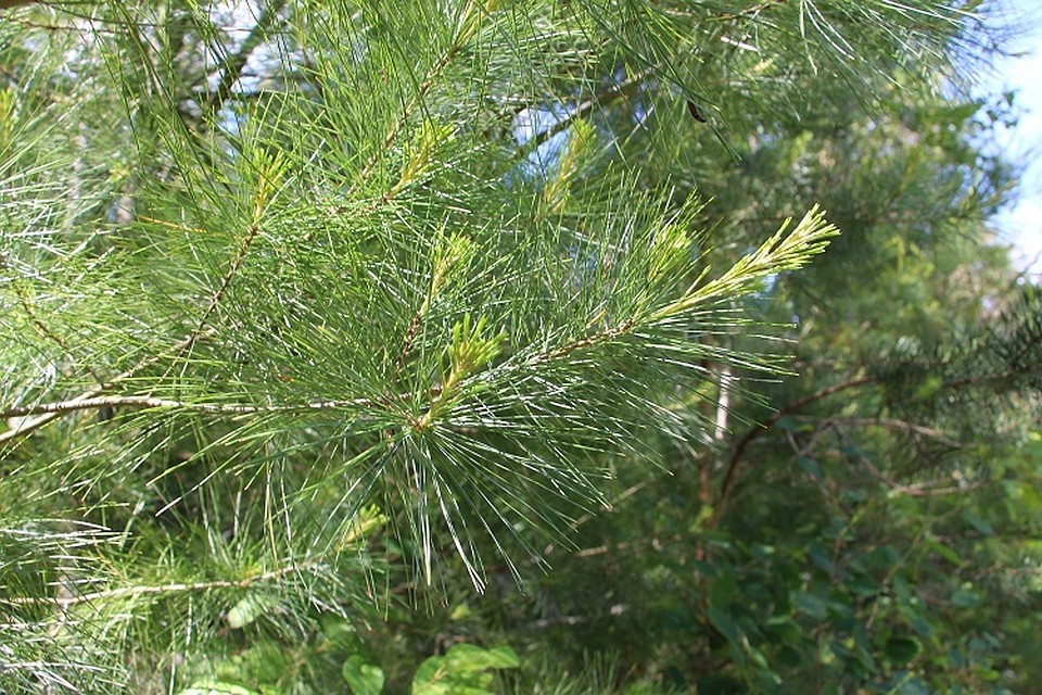 В Усманском районе задержаны и привлечены к административной ответственности уже три «елочных браконьера».