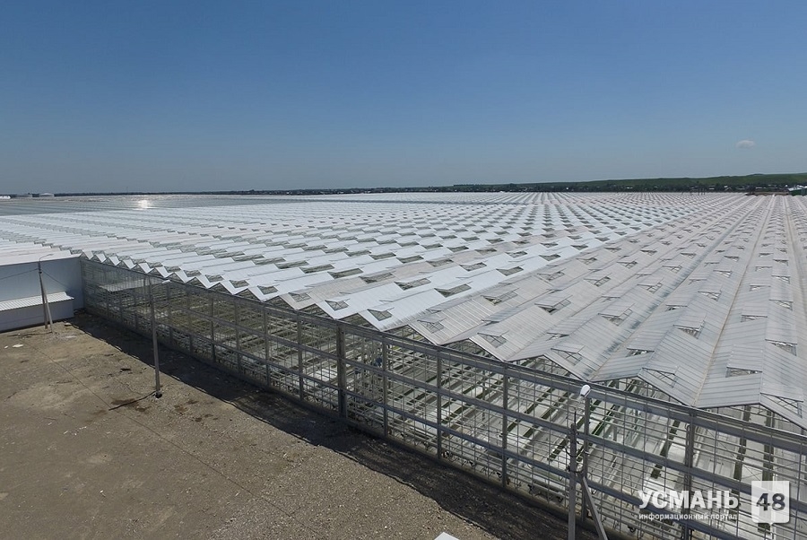 Строительство тепличного комплекса в Усманском районе завершат в 2020 году