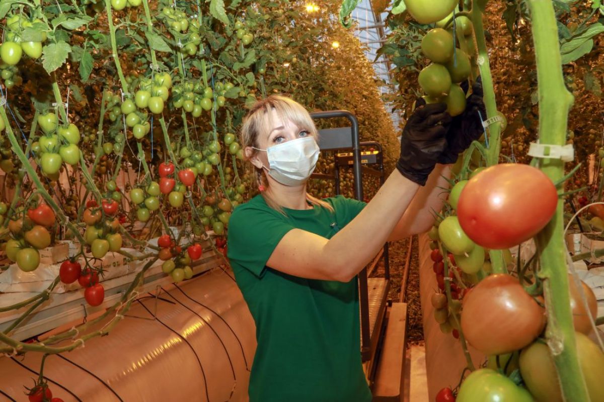 В Липецкой области с начала года собрали почти 15 тысяч тонн тепличных овощей.