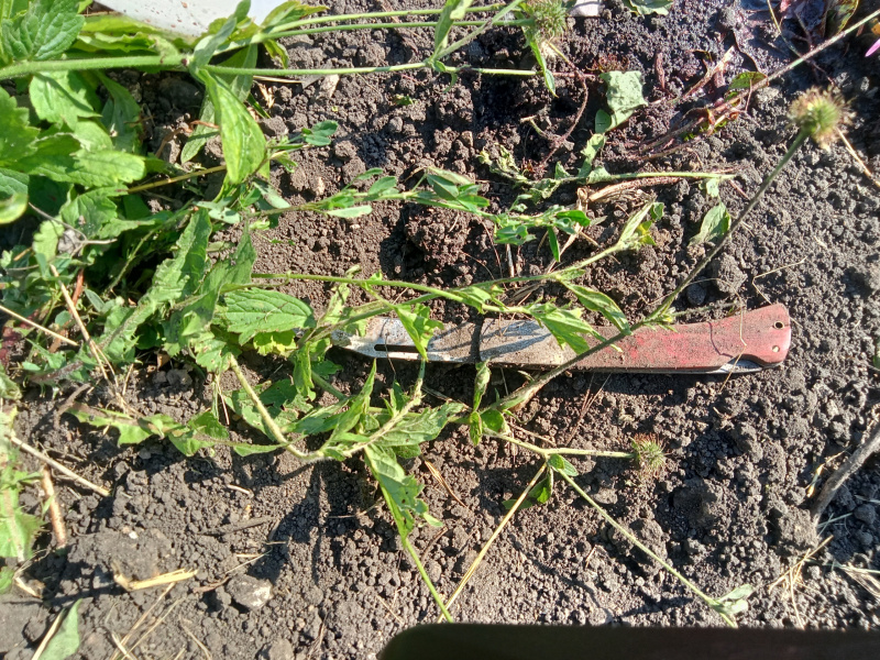 В Усманском районе будут судить приезжего мужчину за убийство усманца на дне рождения.