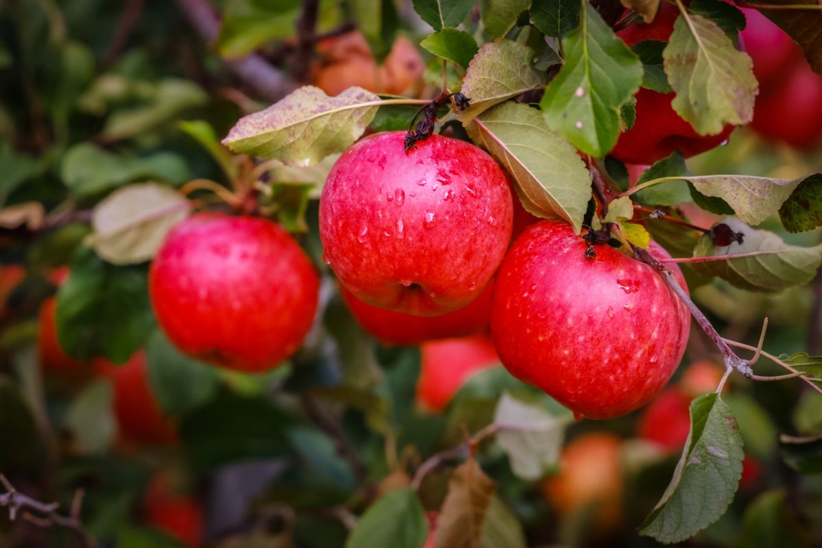 80 000 тон яблок собрали в Липецкой области в 2023 году.