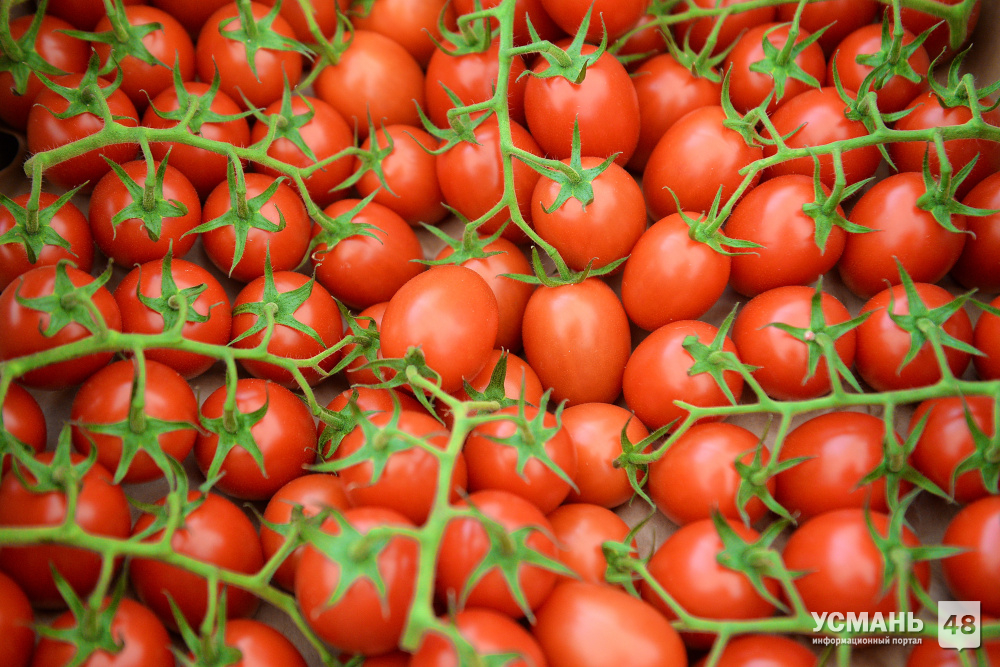 В тепличных комплексах Липецкой области выросло 95 тысяч тонн овощей