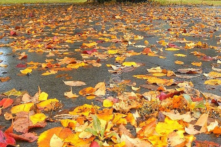 В Липецкой области станет прохладнее, дожди продолжатся.